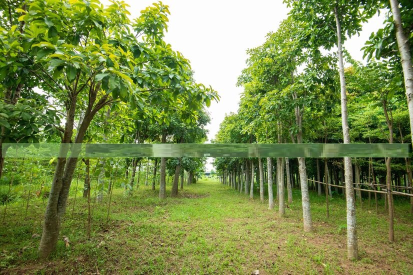 Báo giá cây xanh Bình Dương Cảnh Quan Minh Hiếu