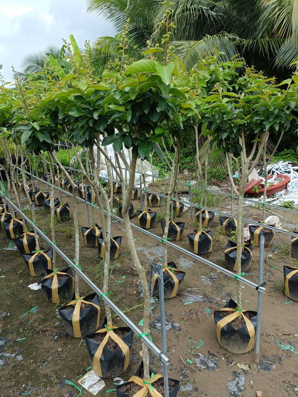 Kỹ Thuật Trồng Cây Bằng Lăng Tím Đạt Tỷ Lệ Sống Cao