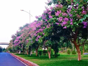 Cây bằng lăng tím hoa nở rực rỡ trồng công trình đô thị