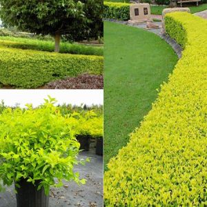 Cây chuỗi ngọc lá vàng xanh mướt trồng viền sân vườn