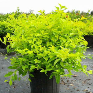 Hàng rào cây chuỗi ngọc cắt tỉa tạo hình nghệ thuật