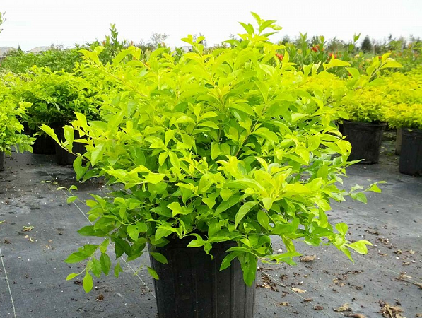 Hàng rào cây chuỗi ngọc cắt tỉa tạo hình nghệ thuật