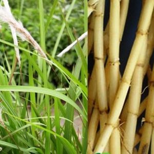Cỏ tranh khô lợp mái nhà chòi sân vườn mộc mạc