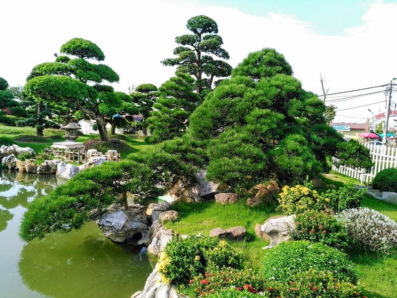 Cây Xanh Gia Lai – Cung Cấp Trọn Gói, Giá Tốt | Minh Hiếu 5 Thi công trồng cây xanh cảnh quan tại Gia Lai