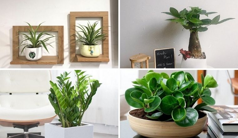 Cây kiểng để bàn trang trí văn phòng tại Cần Thơ