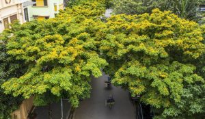 Cây giáng hương Thanh Hóa trưởng thành tán lá xanh tốt
