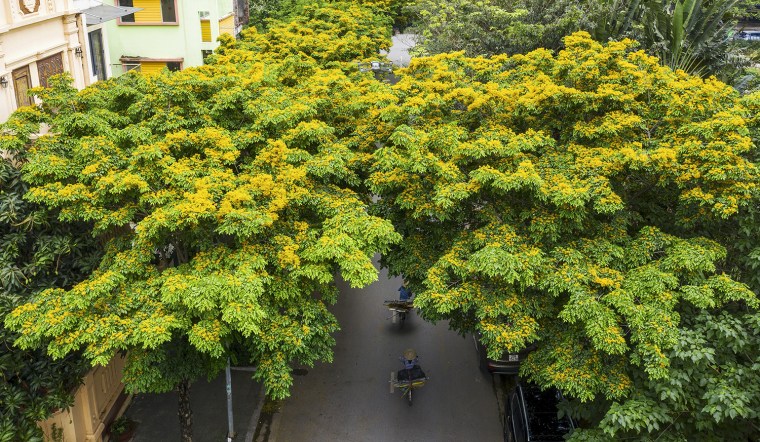 Cây giáng hương Thanh Hóa trưởng thành tán lá xanh tốt