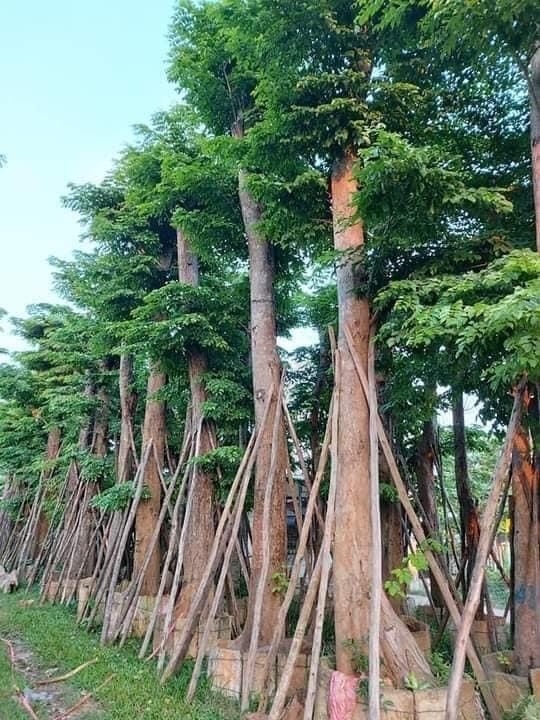 Cây giáng hương trồng cảnh quan sân vườn biệt thự lấy bóng mát