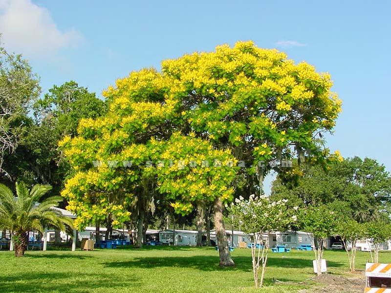 Cung Cấp Cây Xanh Bắc Giang: Tổng Kho Cây Công Trình 3 Cây công trình Minh Hiếu