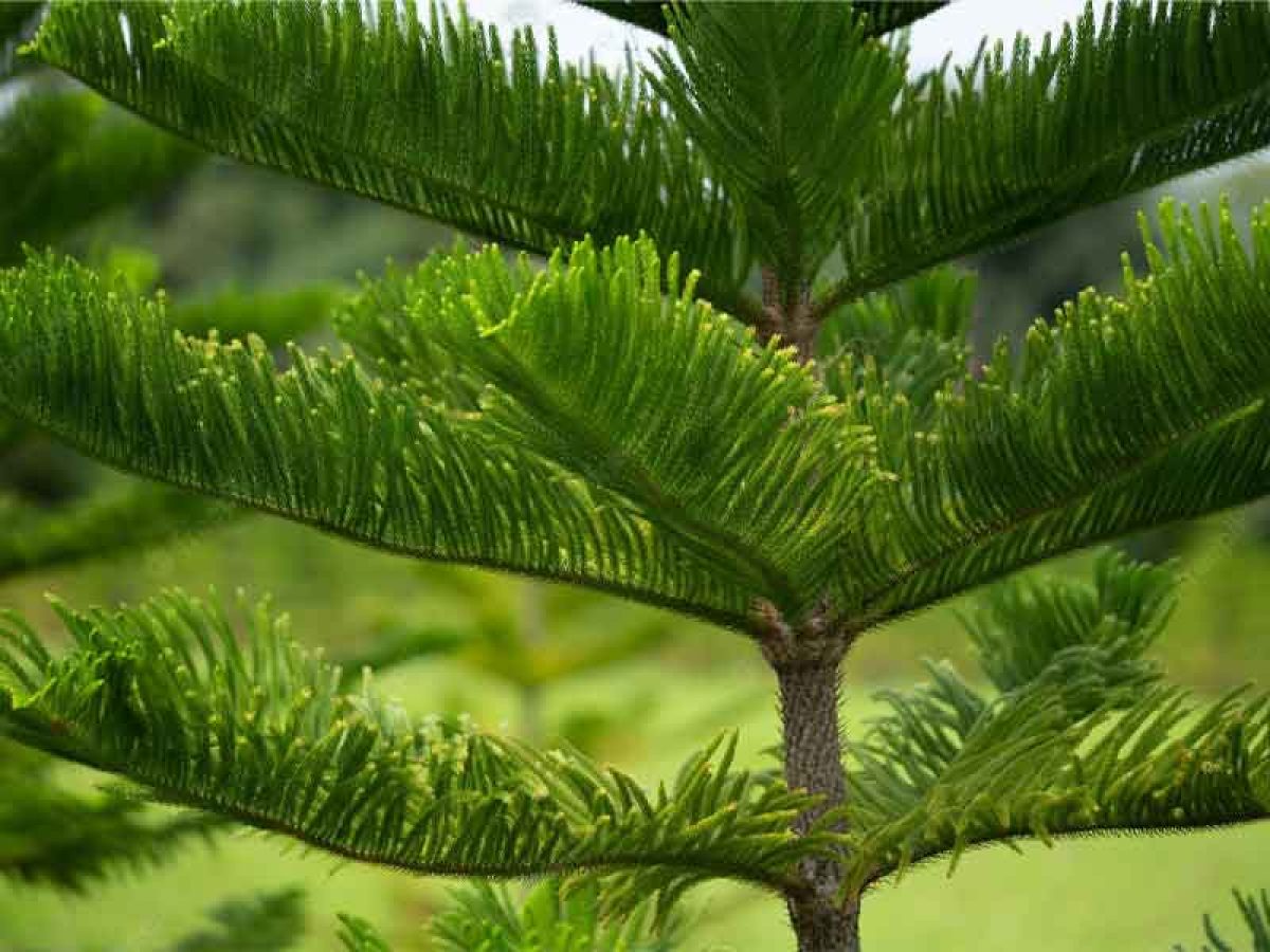 Cây tùng bách tán phong thủy hợp mệnh Kim mệnh Thủy