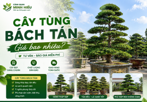 Cây tùng bách tán giá bao nhiêu tại Cảnh Quan Minh Hiếu