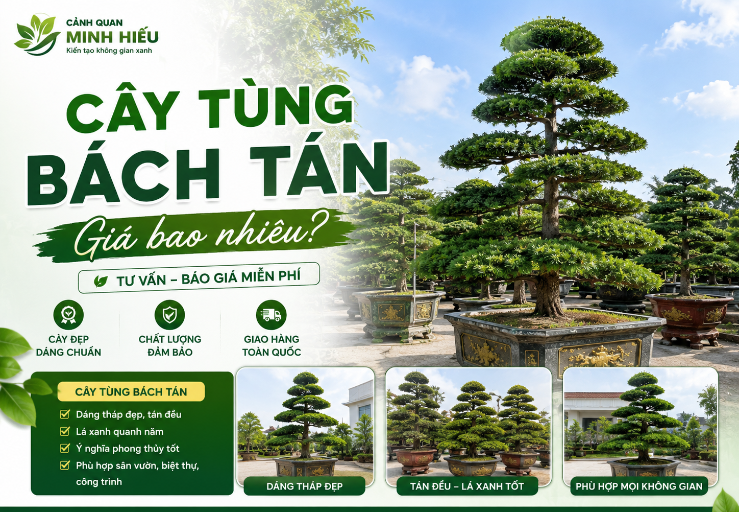 Cây tùng bách tán giá bao nhiêu tại Cảnh Quan Minh Hiếu