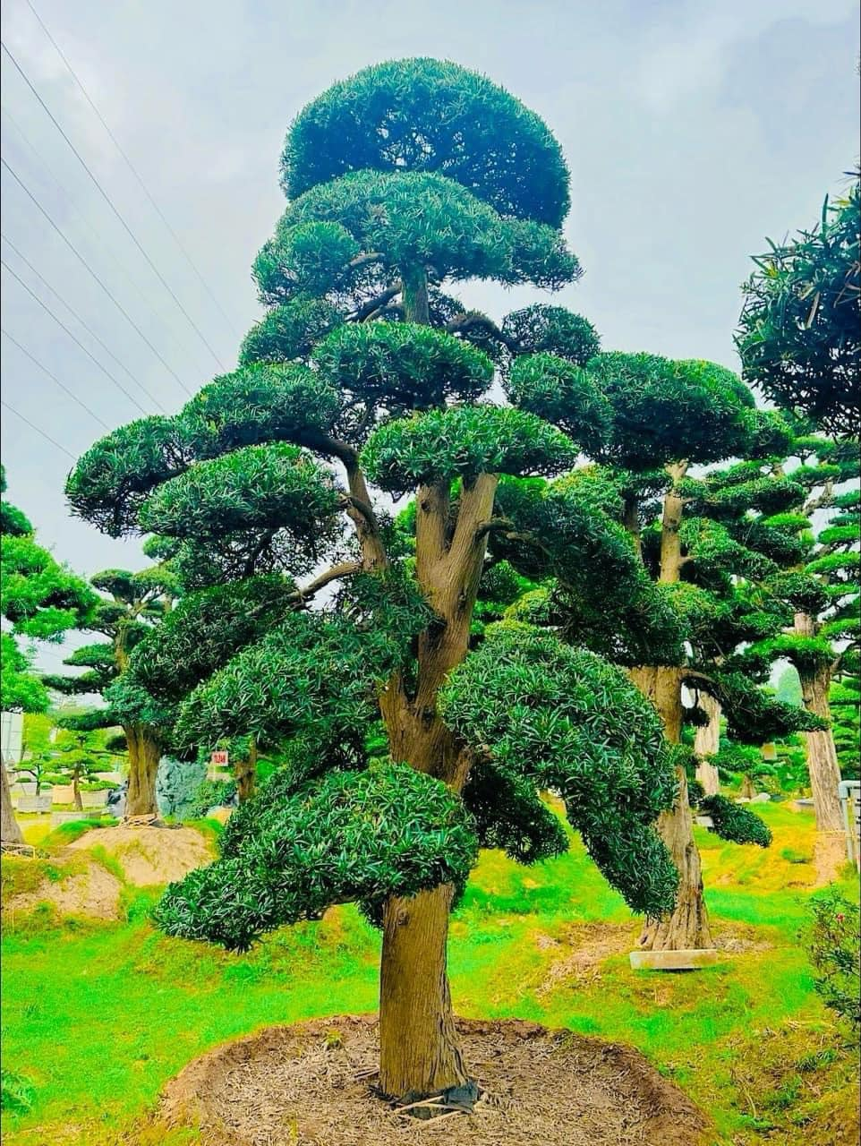 Báo Giá Cây Tùng Cối