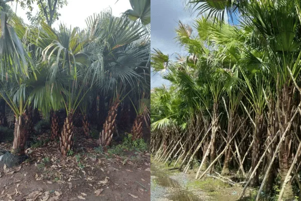 Cung cấp cây xanh TP HCM tại Cảnh Quan Minh Hiếu