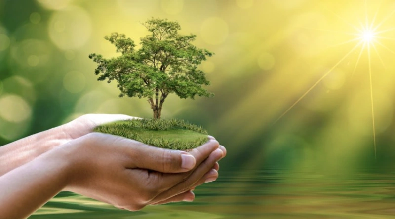 Thi công cảnh quan cây xanh trọn gói tại Bình Thuận