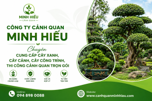 Cung cấp cây xanh Gia Lai trọn gói tại Cảnh Quan Minh Hiếu