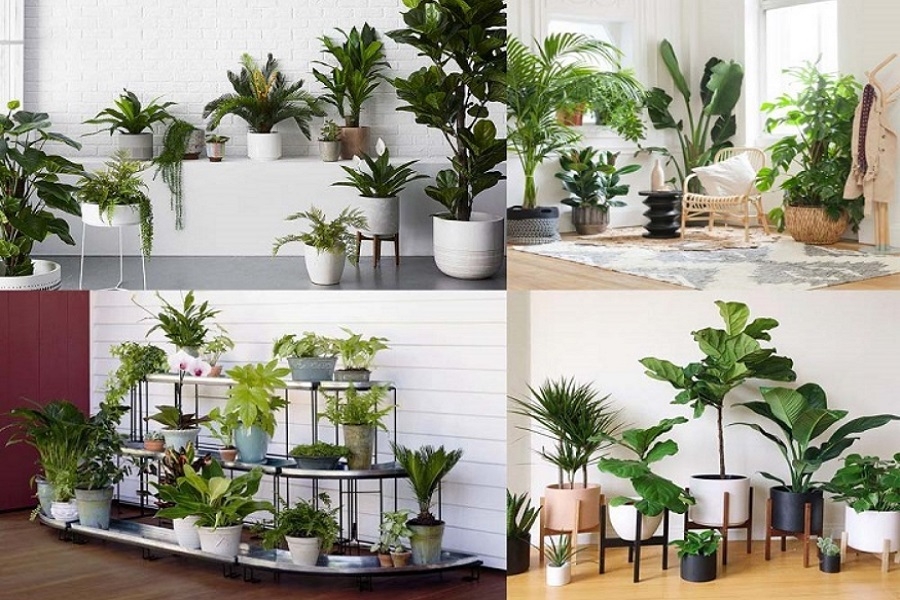 Cây Xanh Gia Lai – Cung Cấp Trọn Gói, Giá Tốt | Minh Hiếu 4 Cây xanh nội thất, cây văn phòng tại Gia Lai