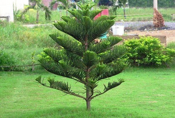 Cách Trồng Và Chăm Sóc Cây Tùng Bách Tán Xanh Tốt