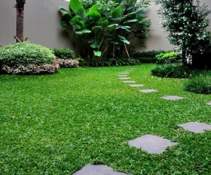 Công trình Minh Hiếu thảm cỏ lá gừng