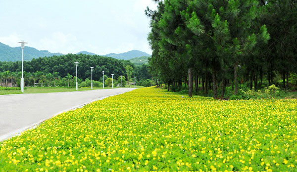 Thảm cỏ lạc