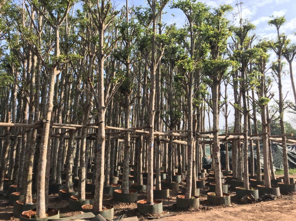 Thi công cảnh quan cây xanh trọn gói tại Đồng Nai