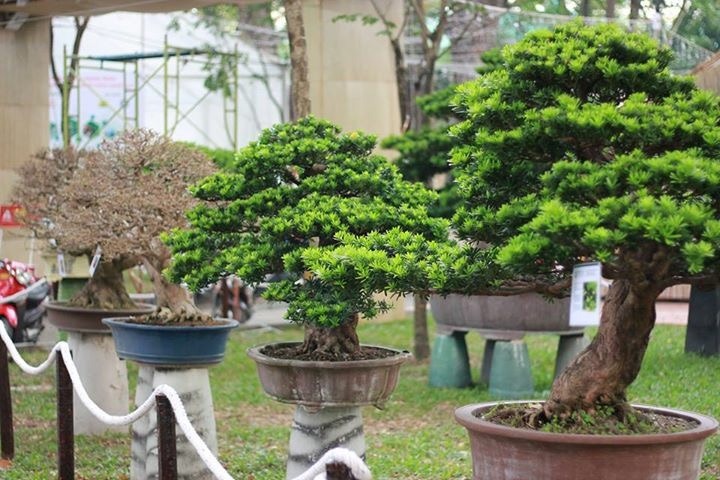 Giá cây tùng kim cương mới nhất tại Cảnh Quan Minh Hiếu