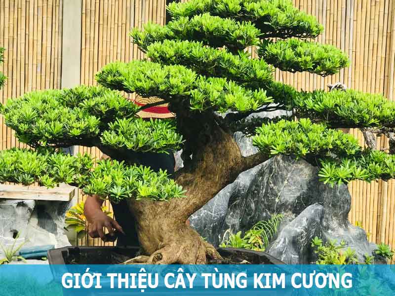 Cây tùng kim cương bonsai dáng đẹp