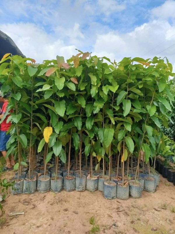 Trồng Cây Bằng Lăng Tím