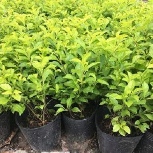 Vườn ươm cây chuỗi ngọc giống tại Cảnh Quan Minh Hiếu