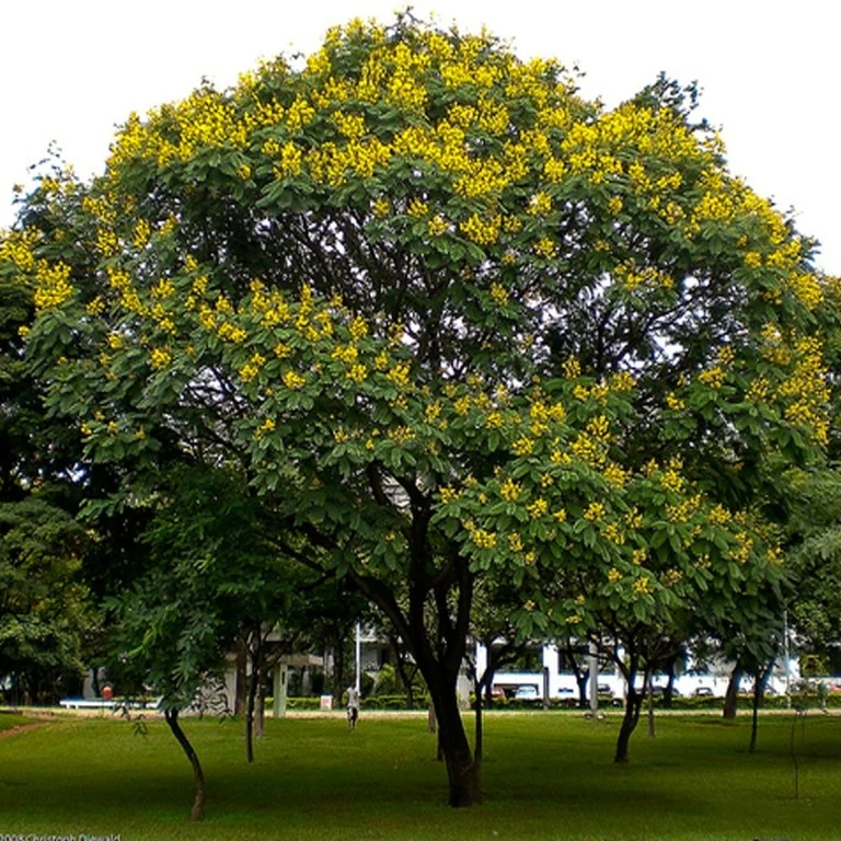 Cảnh quan cây xanh Thanh Hoá