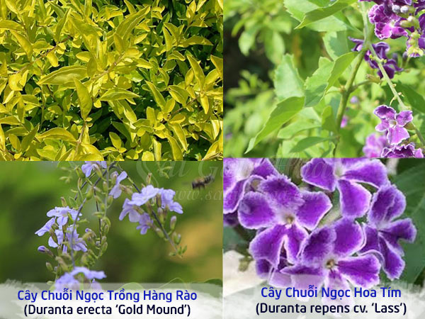 Hoa chuỗi ngọc màu tím nở thành cụm ở đầu cành
