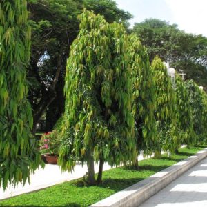 Lá cây hoàng nam non màu vàng đỏ chuyển xanh khi già
