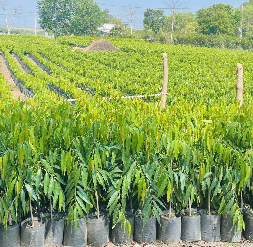 Vườn ươm cây hoàng nam giống tại Cảnh Quan Minh Hiếu