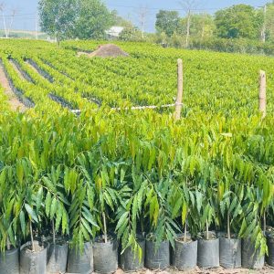 Vườn ươm cây hoàng nam giống tại Cảnh Quan Minh Hiếu