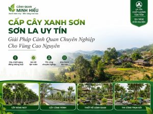 Cung Cấp Cây Xanh Sơn La Uy Tín