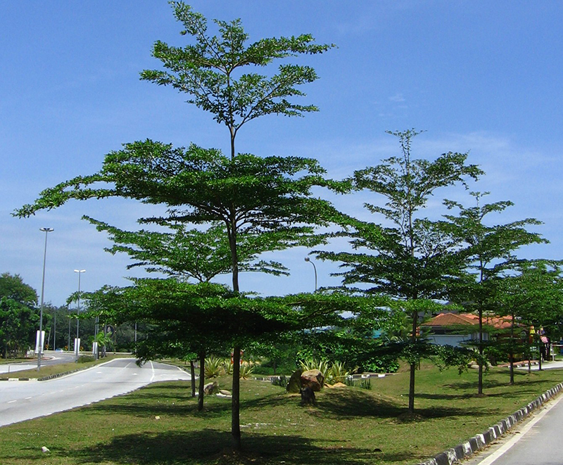 Cách Trồng Cây Bàng Đài Loan Chuẩn Kỹ Thuật Đạt Tỷ Lệ Sống 100% Cho Công Trình 2 Cây Bàng Đài Loan