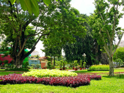 cay xanh ha nam