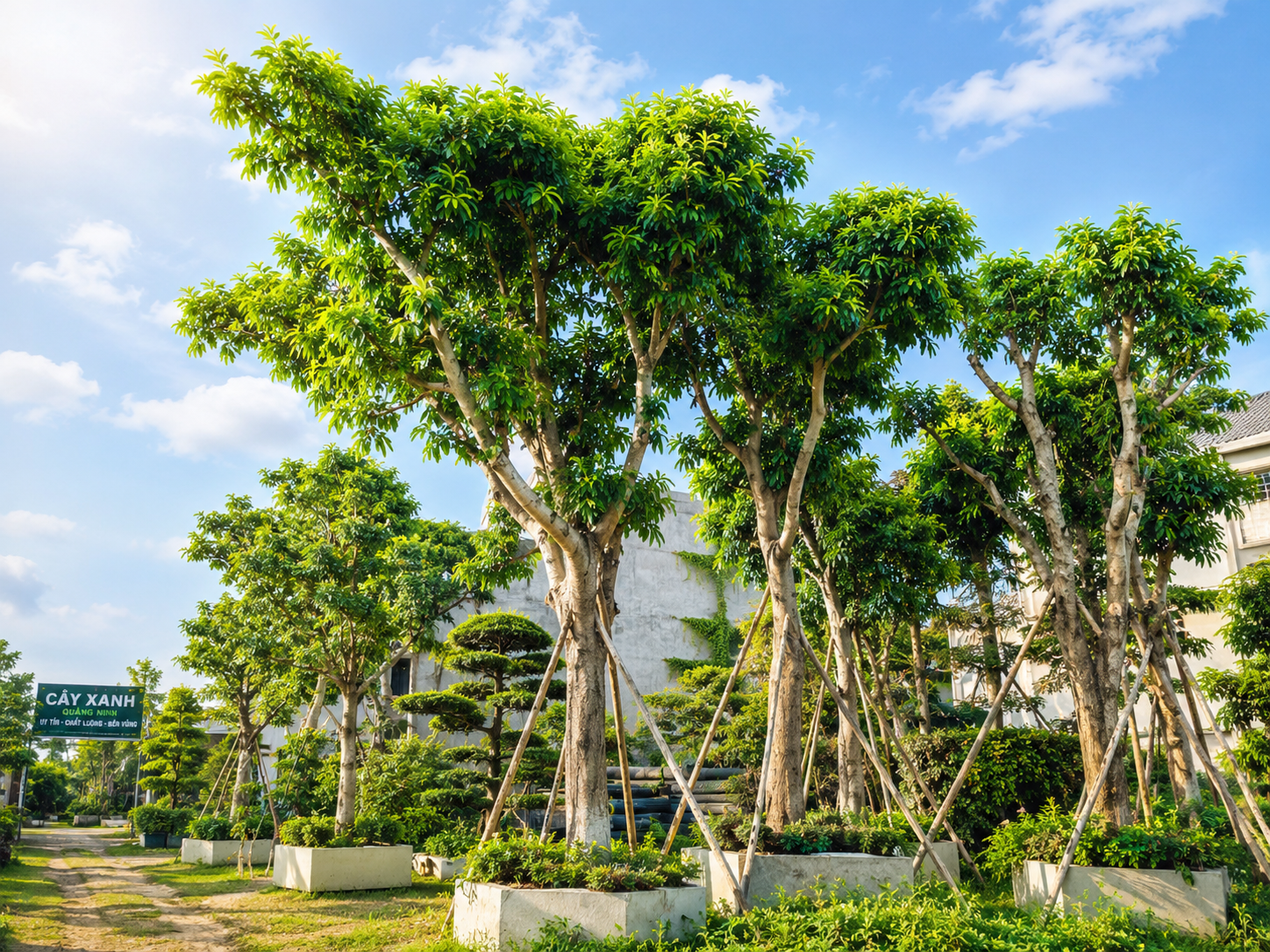 Cây xanh Quảng Ninh
