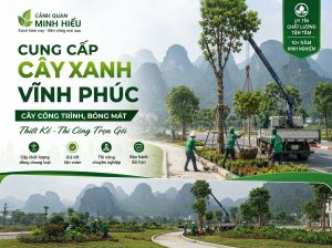 Cung Cấp Cây Xanh Vĩnh Phúc