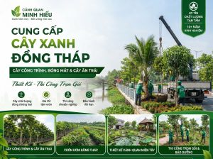Cung Cấp Cây Xanh Tại Đồng Tháp