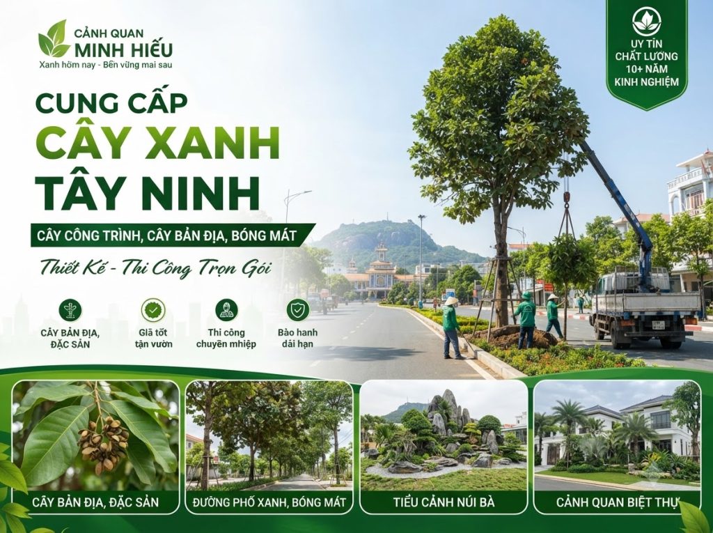 Báo Giá Cung Cấp Cây Xanh Tây Ninh Mới Nhất 2026/ Giống Cây Công Trình Bền Đẹp Nhất 1 Cung Cấp Cây Xanh Tây Ninh
