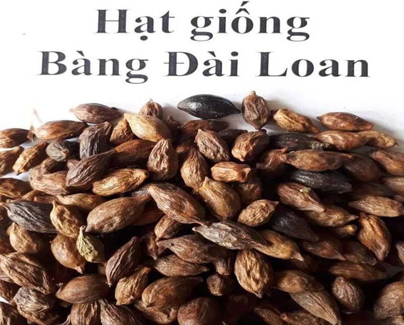 Hướng Dẫn Cách Ươm Hạt Bàng Đài Loan Chuẩn Kỹ Thuật Tỷ Lệ Nảy Mầm Trên 90% 2 cách ươm hạt bàng đài loan đúng kỹ thuật