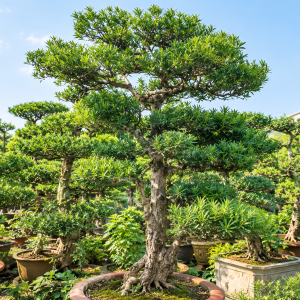 Cây Tùng Bồng Lai