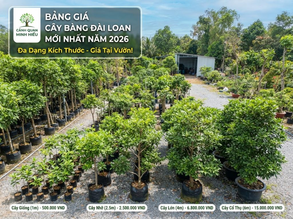 Báo Giá Cây Bàng Đài Loan Mới Nhất 2026