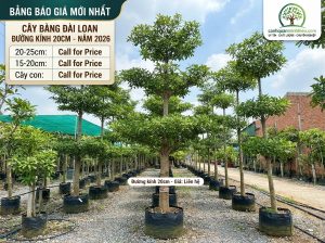 Báo Giá Cây Bàng Đài Loan Đường Kính 20cm Mới Nhất 2026