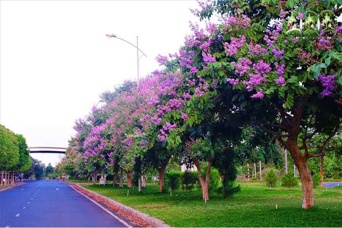 Các cây bằng lăng tại Việt Nam