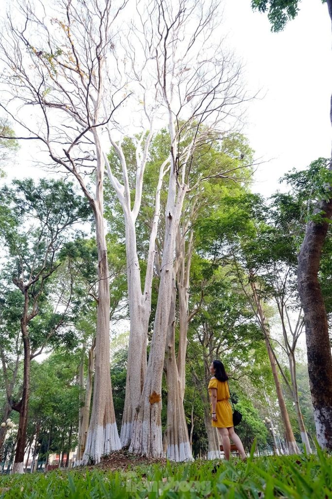 Cây bằng lăng ổi 2 Cây bằng lăng ổi đại thụ